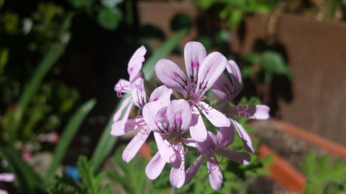 20150607_151222 - Florile mamei 2015