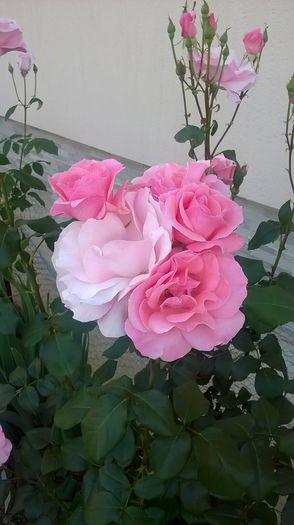 queen elizabeth - trandafiri 2015