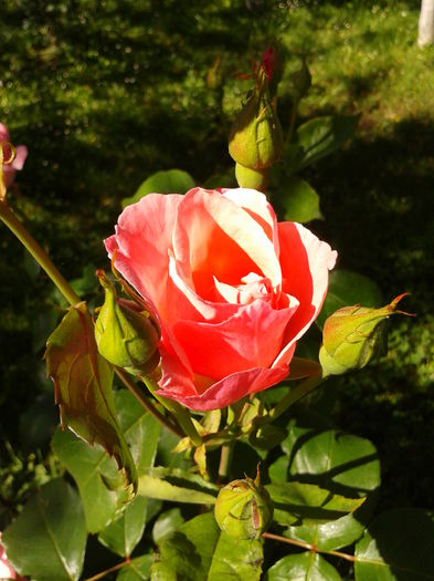 Fotografie0056