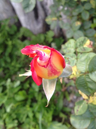 IMG_0701 - Florile mele de la Provita de Jos