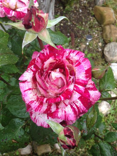 IMG_0755 - Florile mele de la Provita de Jos