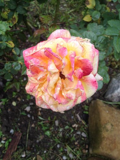 IMG_0756 - Florile mele de la Provita de Jos
