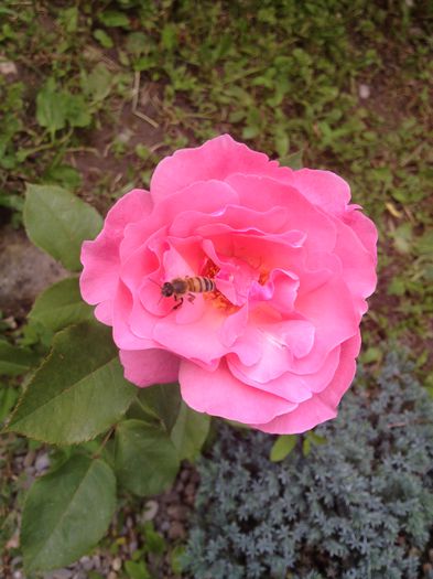 IMG_0934 - Florile mele de la Provita de Jos