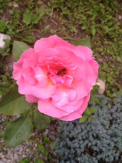 IMG_0935 - Florile mele de la Provita de Jos