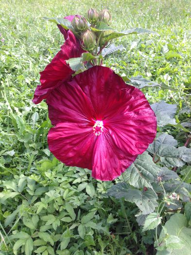 IMG_1396 - Florile mele de la Provita de Jos
