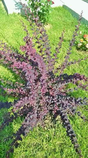 WP_20150606_09_30_11_Pro