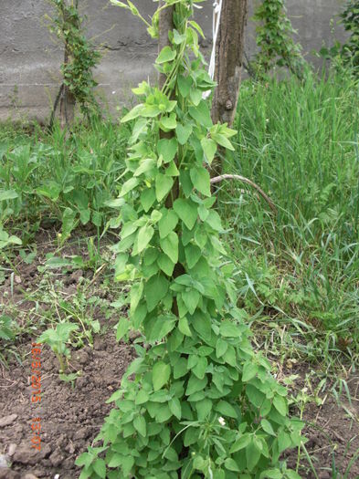 ginseng peren chinezesc 16mai