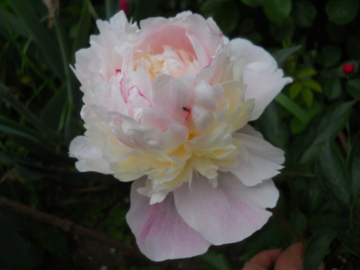 DSCN7461 - bujori 2015