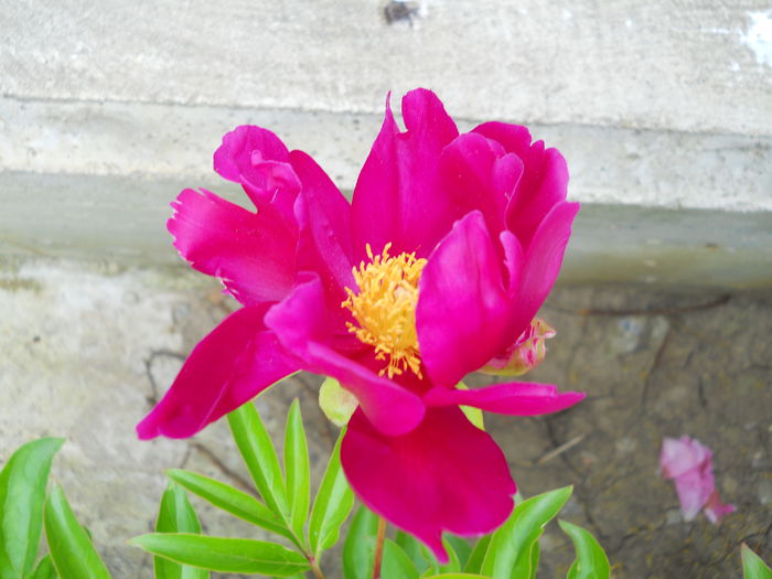 DSCN7472 - bujori 2015