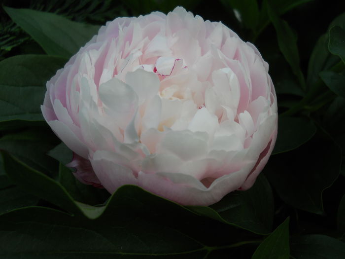 DSCN7487 - bujori 2015