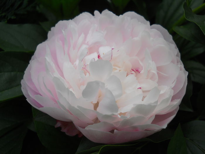 DSCN7505 - bujori 2015