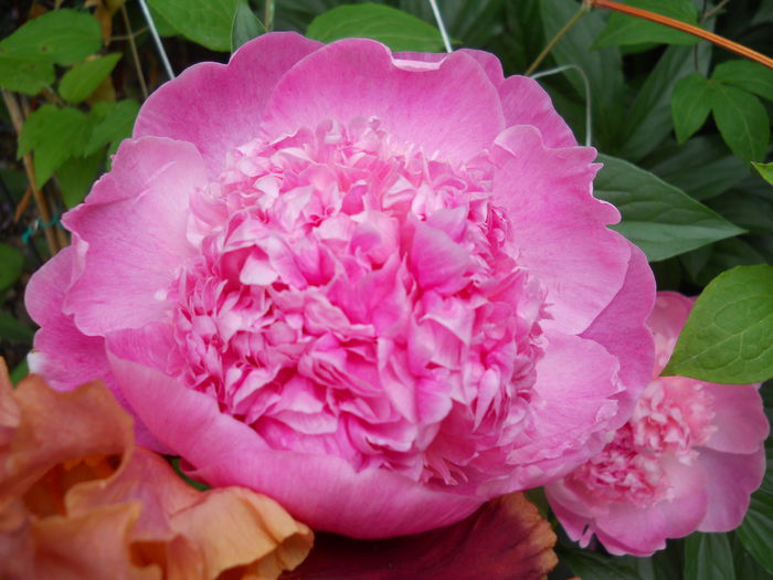 DSCN7516 - bujori 2015