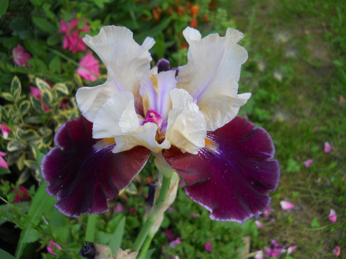 DSCN7479 - iris 2015