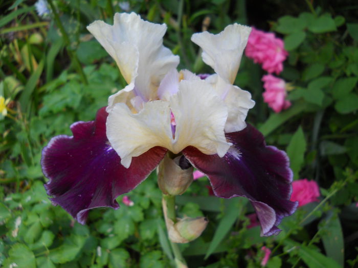 DSCN7481 - iris 2015