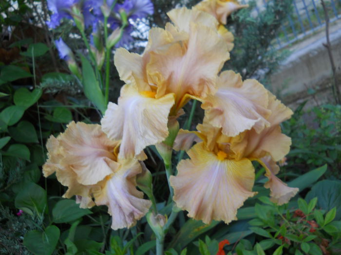 DSCN7485 - iris 2015