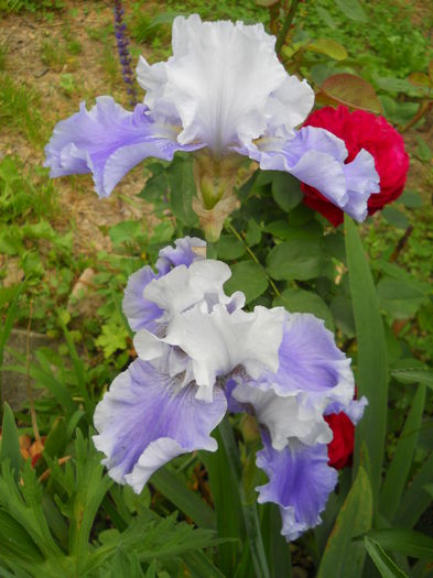 DSCN7506 - iris 2015