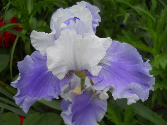 DSCN7507 - iris 2015