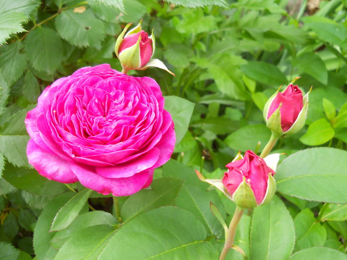 DSCN7439 - Trandafiri 2015