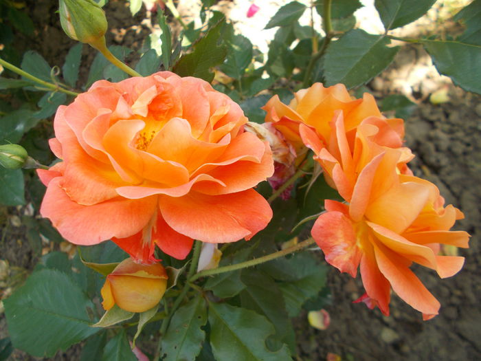 DSCN4895