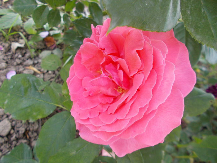 DSCN4908