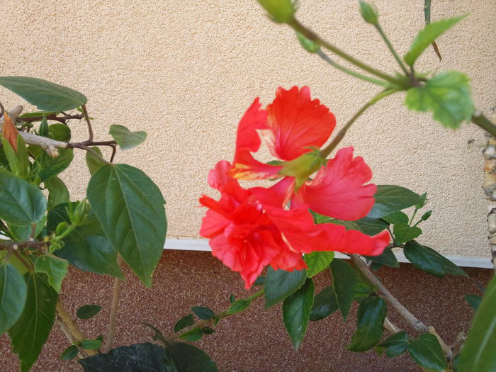 Photo006 - hibiscus