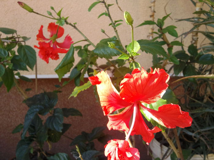 Photo007 - hibiscus