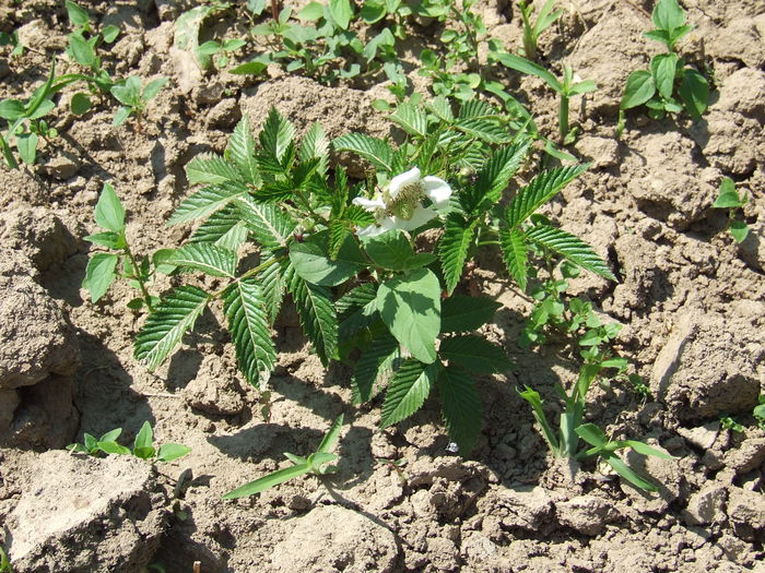 Capsun-zmeur japonez - Rubus illecebrosus - Zmeura-mure-si capsun zmeura