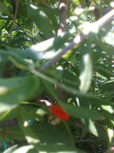 Goji "Goliath" , 8.06.2015 - Gradina mea