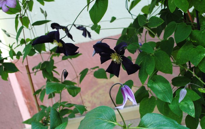 Clematis Hanajima,prima floare :))