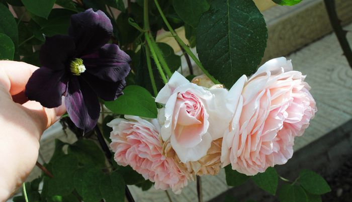 clematis Romantika,Abraham D'Arby