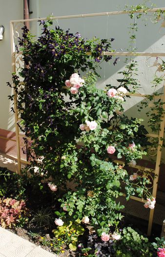 clematis Romantika,Abraham DArby