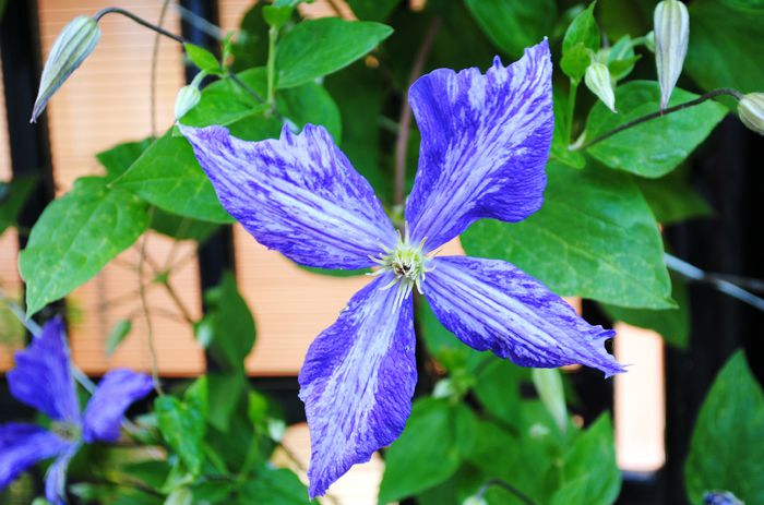 clematis Tie Dye