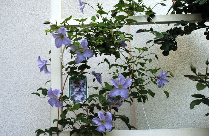 clematis Blue Angel