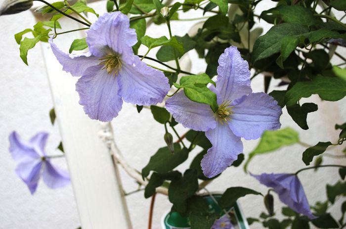 clematis Blue Angel