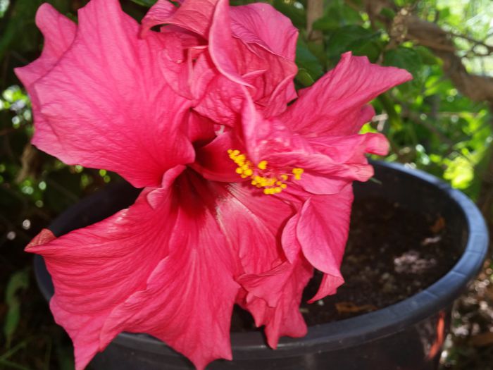 Ciclam involt - hibiscus