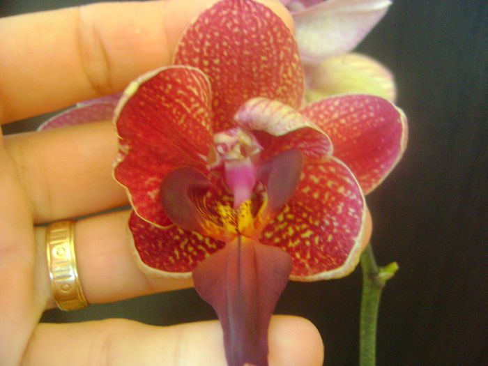 DSC07784 - ORHIDEE