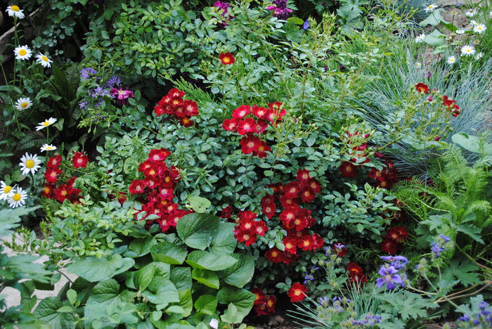 Bienenweide Rot