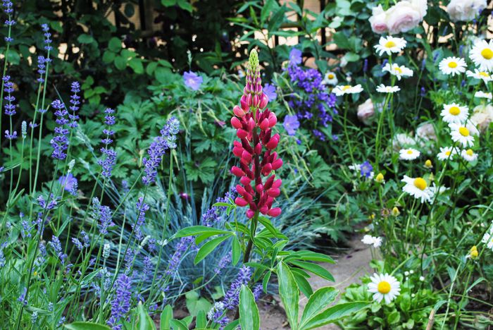 lupinus my castle,lavanda munstead,campanula glomerata - 2015 plantele mele