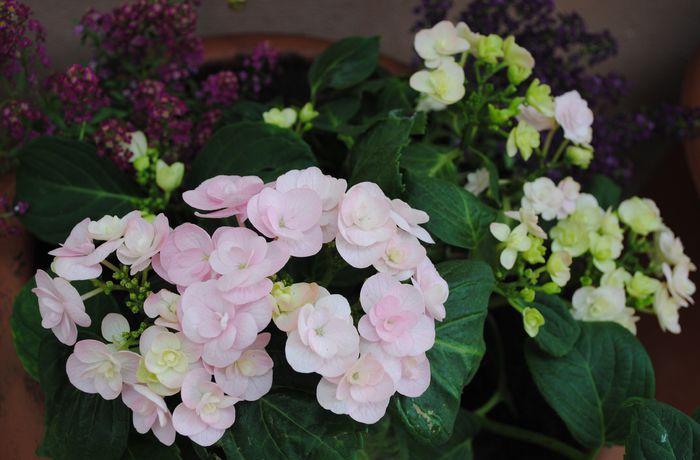 hortensia beautensia papillon - 2015 plantele mele