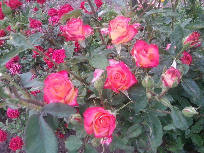 20150603_200407 - mein munchen