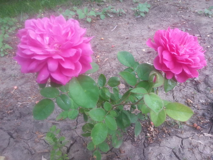 primele flori