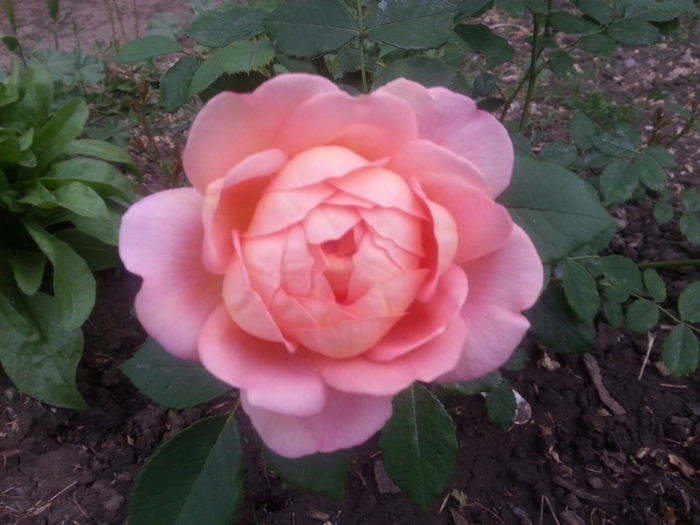 lady of shalott