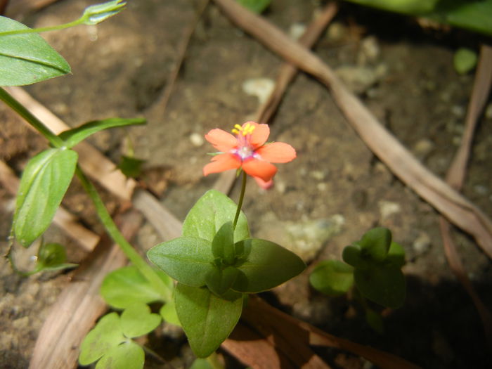 Anagallis arvensis (2015, May 31)