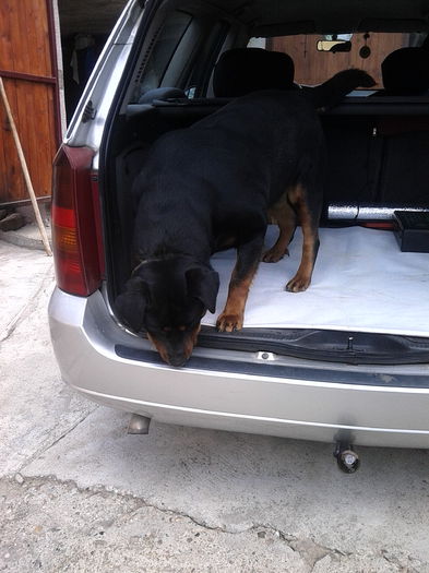 Herra - HERRA_femela rottweiler