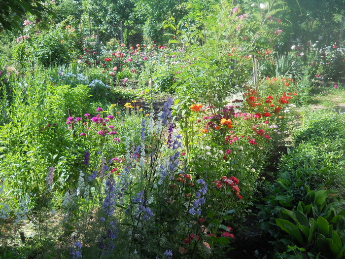 DSCN7880 - A42 TRANDAFIRI 2015