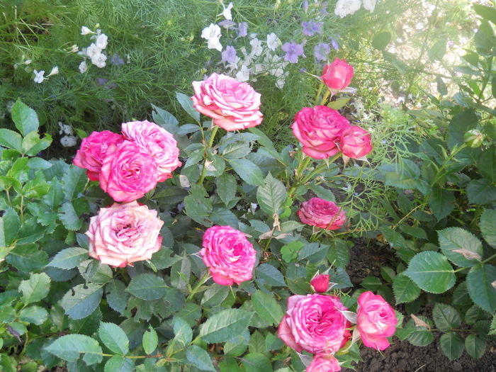 DSCN7884