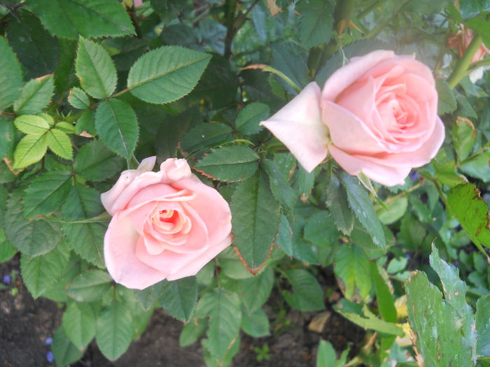 DSCN7887