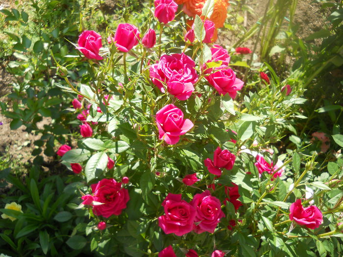 DSCN7894