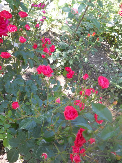 DSCN7912