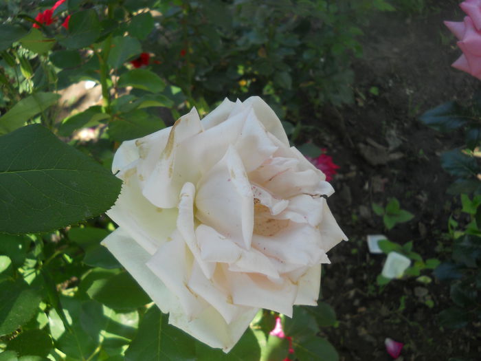 DSCN7914